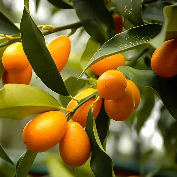 Nagami Kumquat - 15 Gallon - #21966