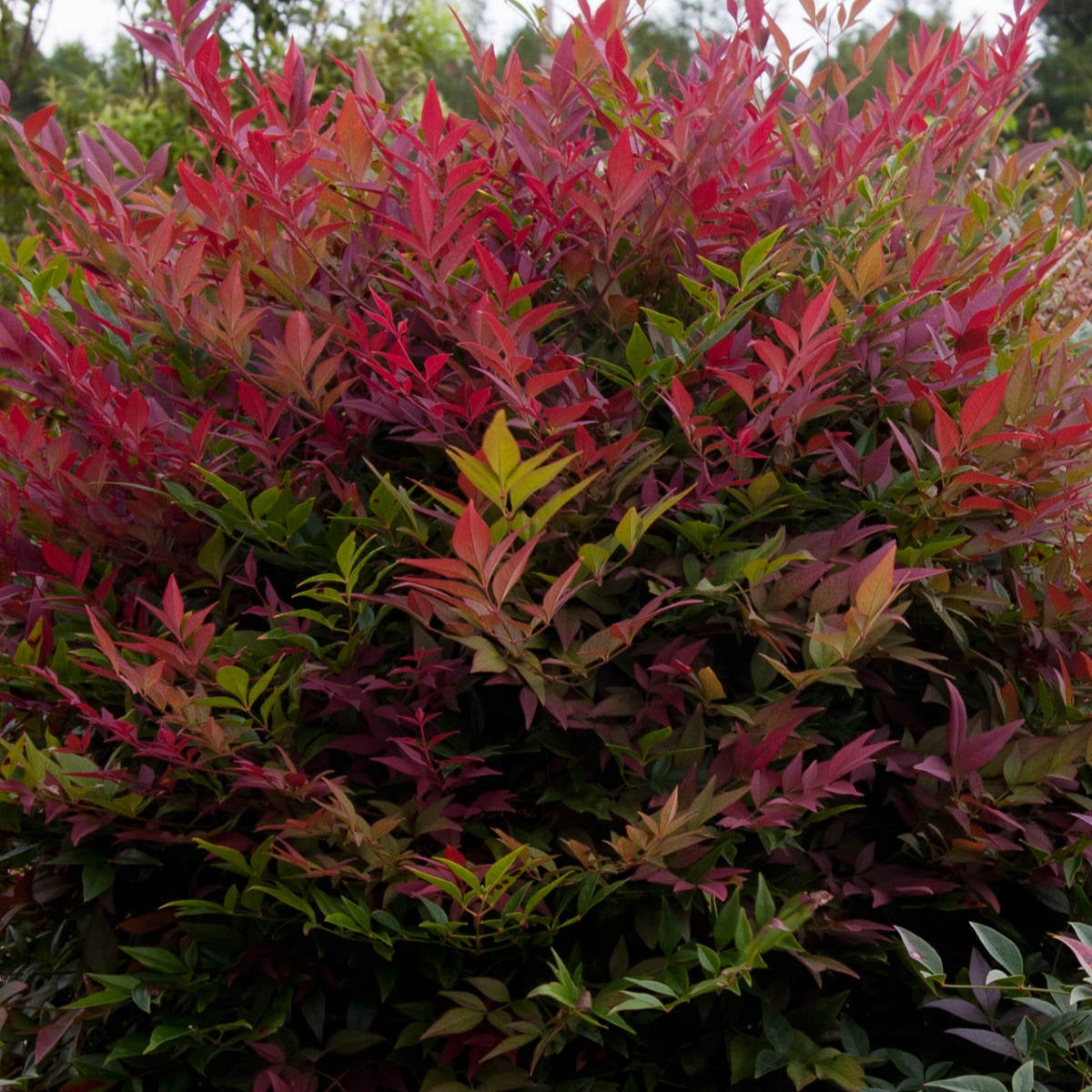 Heavenly Bamboo 'Obsession Flirt' - 1 Gallon - #27379