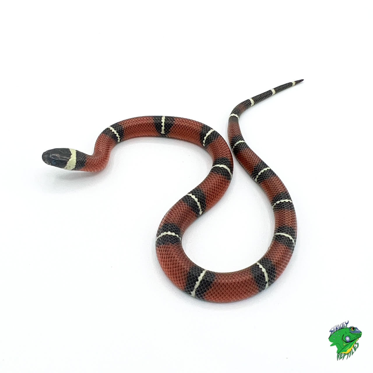 Snake Nelson Milk - #31890