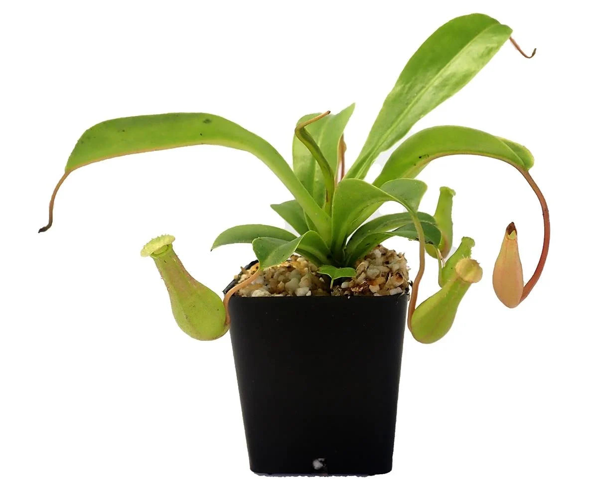 Pitcher Plant - Nepenthes alata - Josh's Frogs - #31569