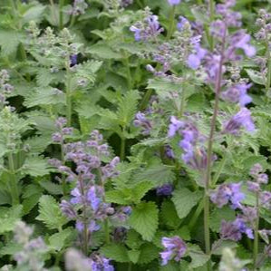 Cat Mint - 1 Gallon - #31149