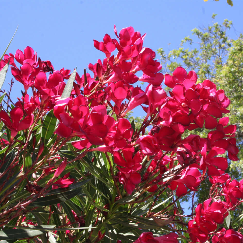 Little Red Oleander - 1 Gallon - #581