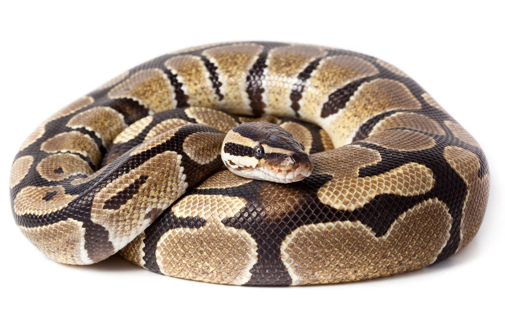 Low Expression Black Pastel Ball Python - #
