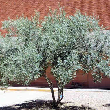 Fruitless Olive Multi-Trunk - 5 Gallon - #3795