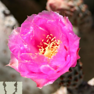 Prickly Pear 'Native' - 5 Gallon - #31914