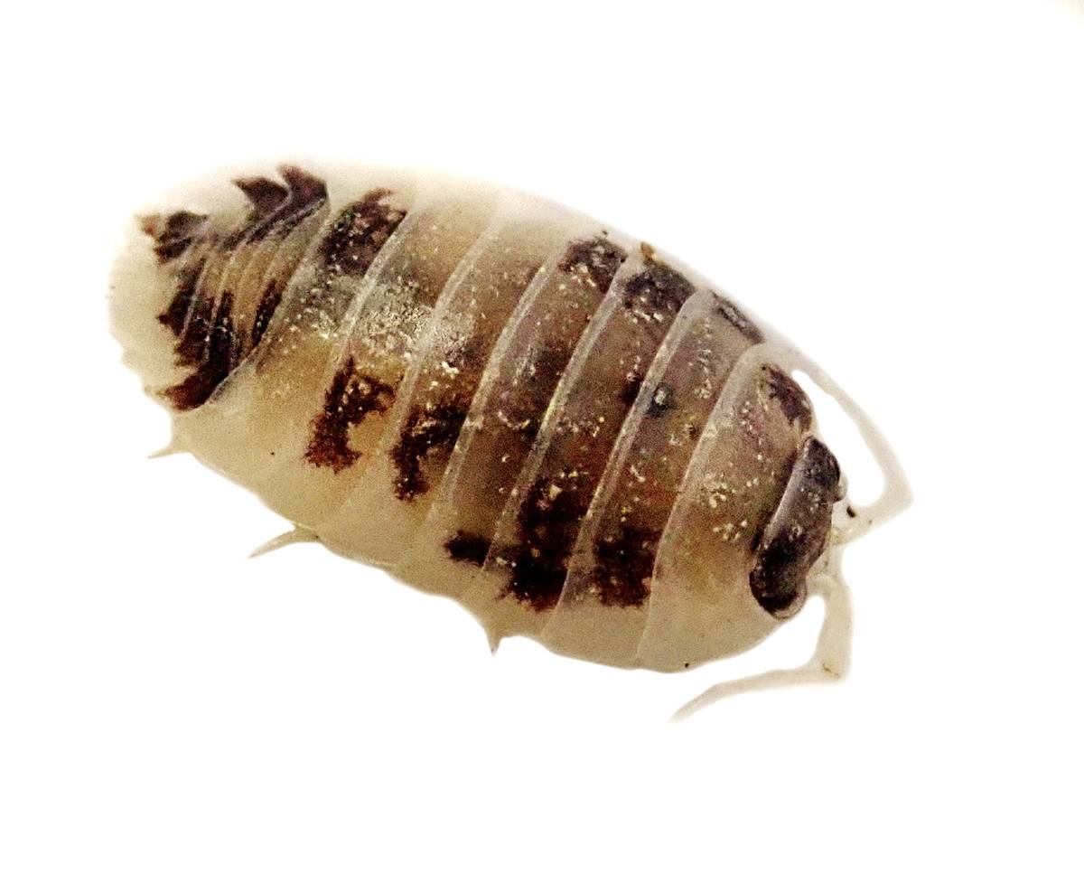 Isopods "Dairy Cow" - 10 Count - #28678