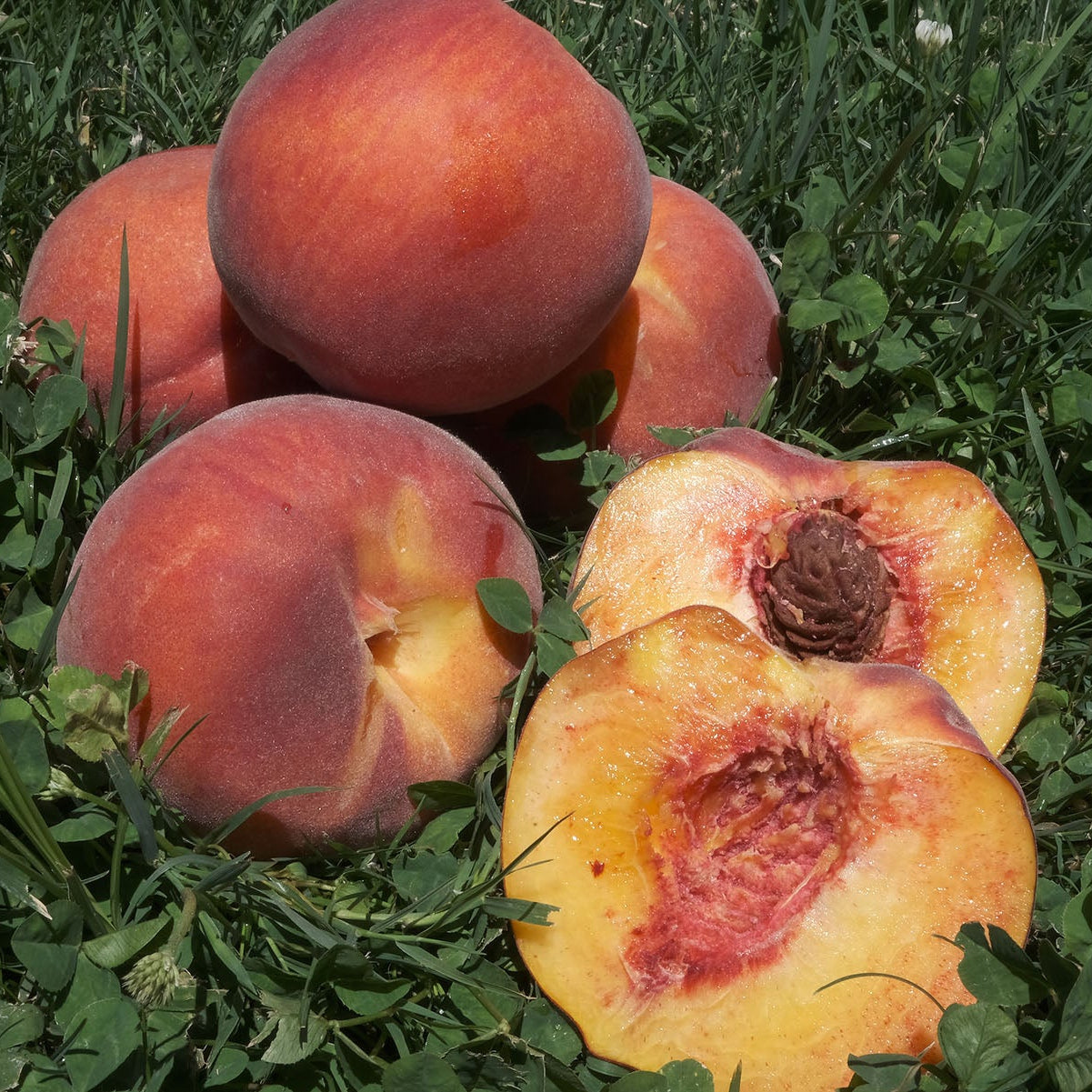 Pumpkin Spice Peach - Grow Bag - #32656