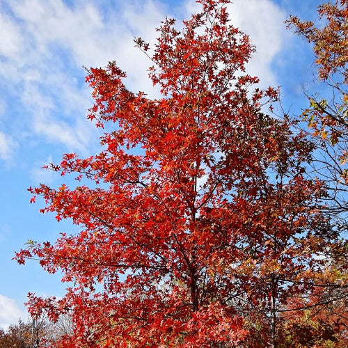 Nuttall Oak Red Texas - 15 Gallon - #31743