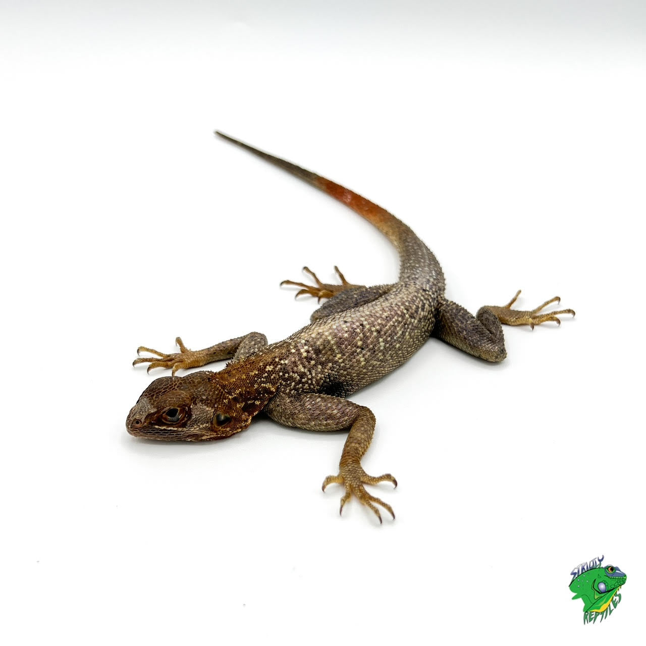 Red Head Agama - #32629