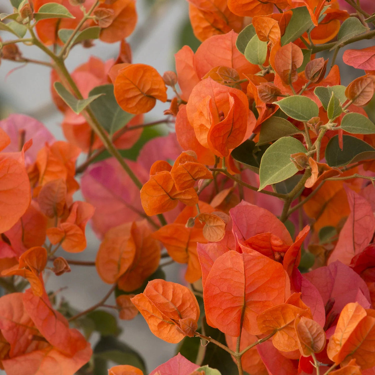 Orange King Bougainvillea - Staked - 1 Gallon - #33327