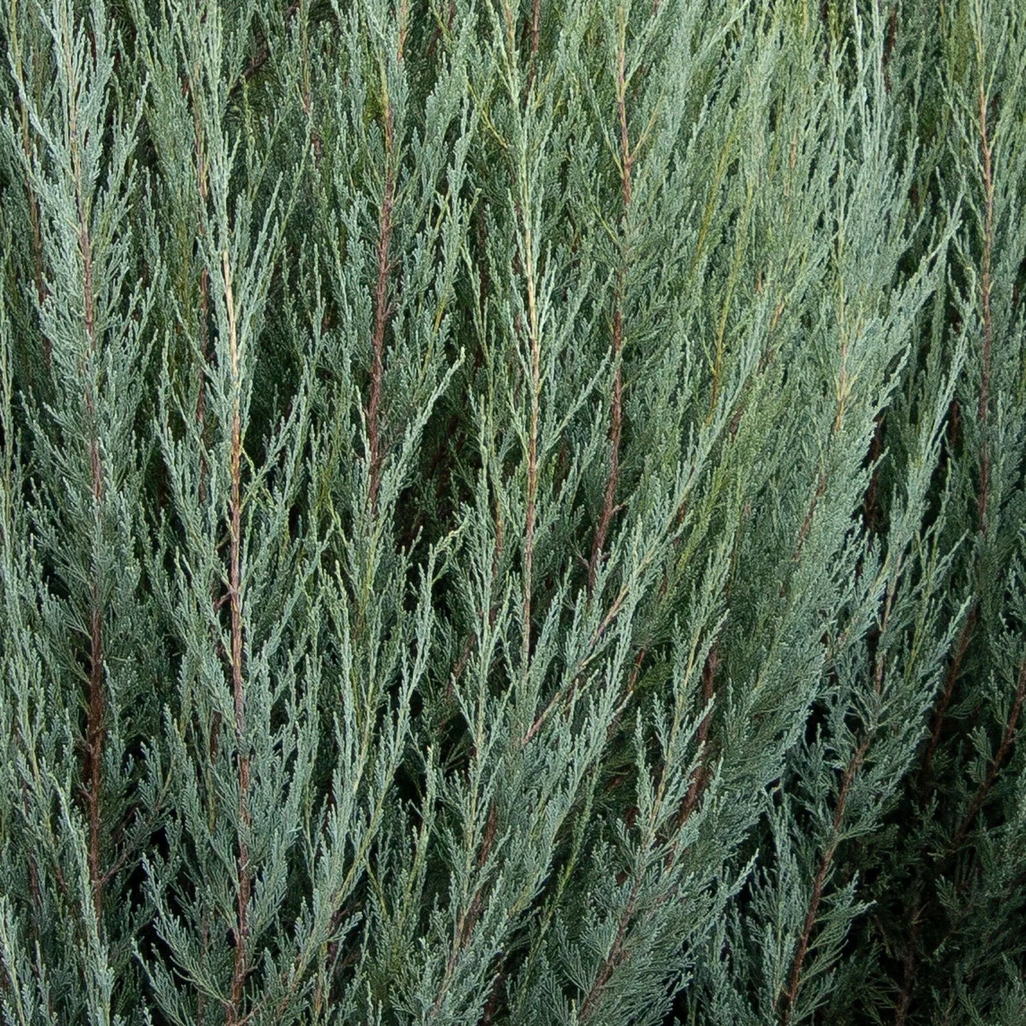 Juniper 'Skyrocket' - 7 Gallon - #30657