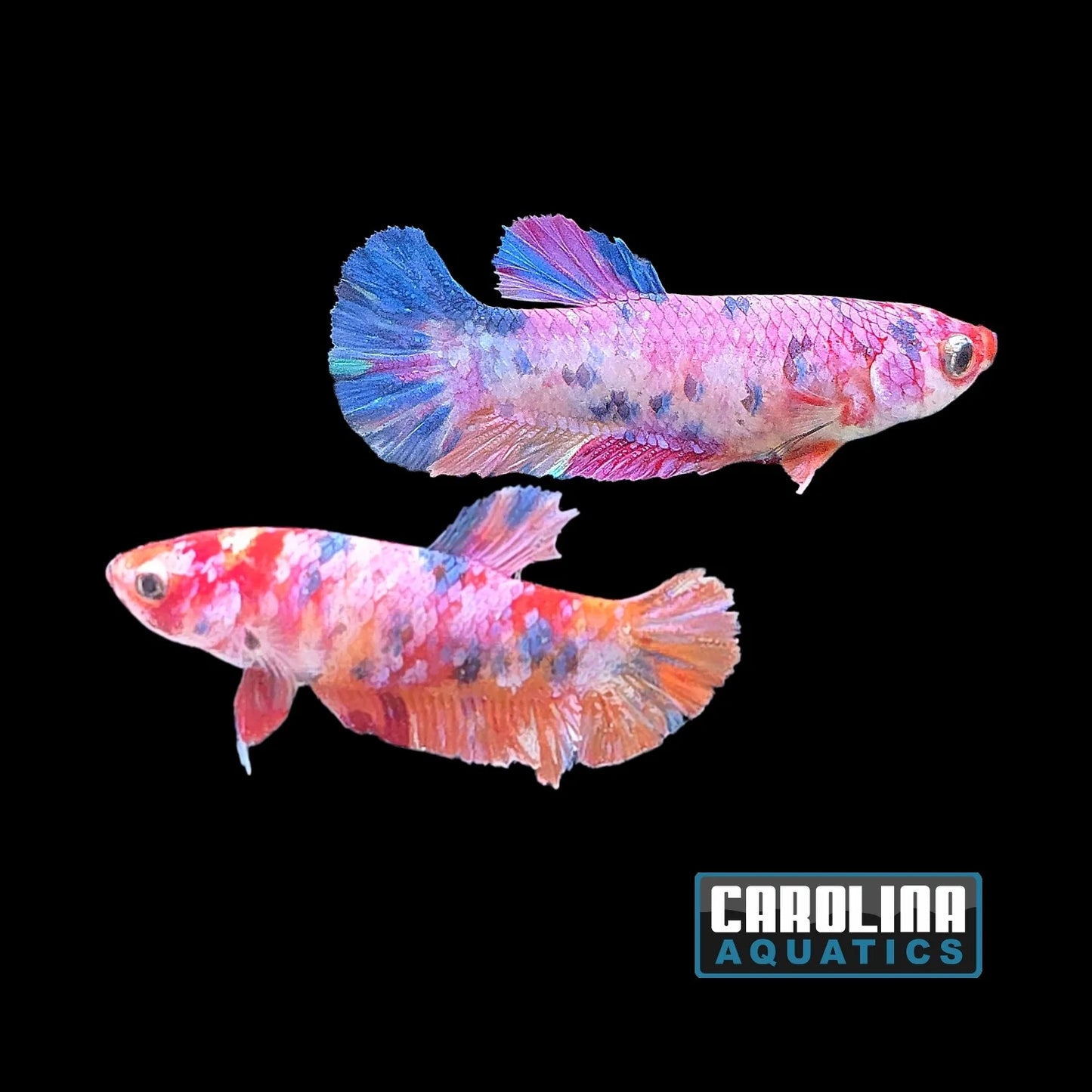 Fish Betta Assorted