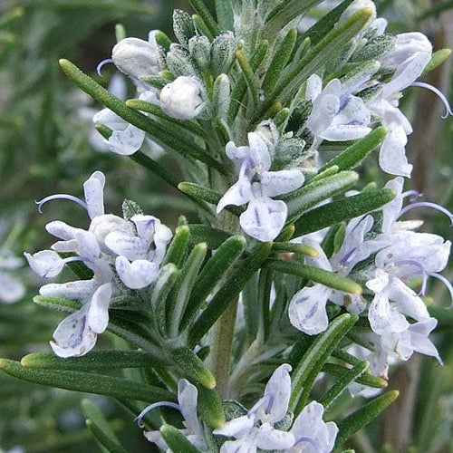 Rosemary 'Upright Hill Hardy' - 1 Gallon - #25371