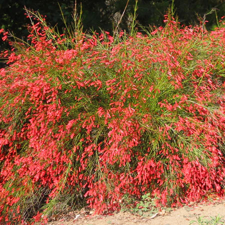 Firecracker Plant / Coral Fountain - 3 Gallon - #26023