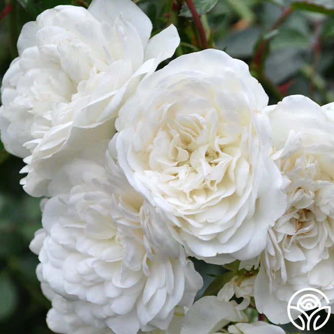 Rose 'Seafoam' - 5 Gallon - #32114