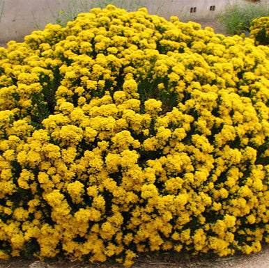 Bush 'Turpentine Aguirre' - 5 Gallon - #27738