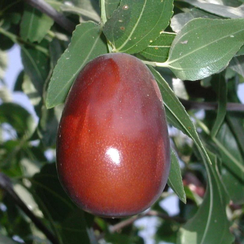 Lang Jujube - 5 Gallon - #1219
