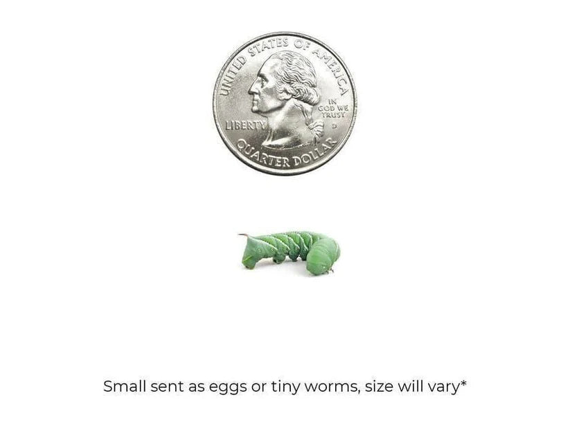 Hornworms 18 Count - Small - Mixed - #30489