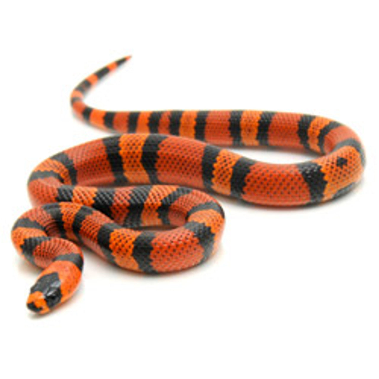 Tangerine Honduran Milk Snake - #30325
