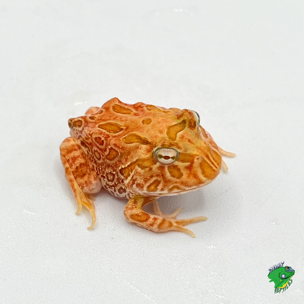 Strawberry Pacman Frog - #26718