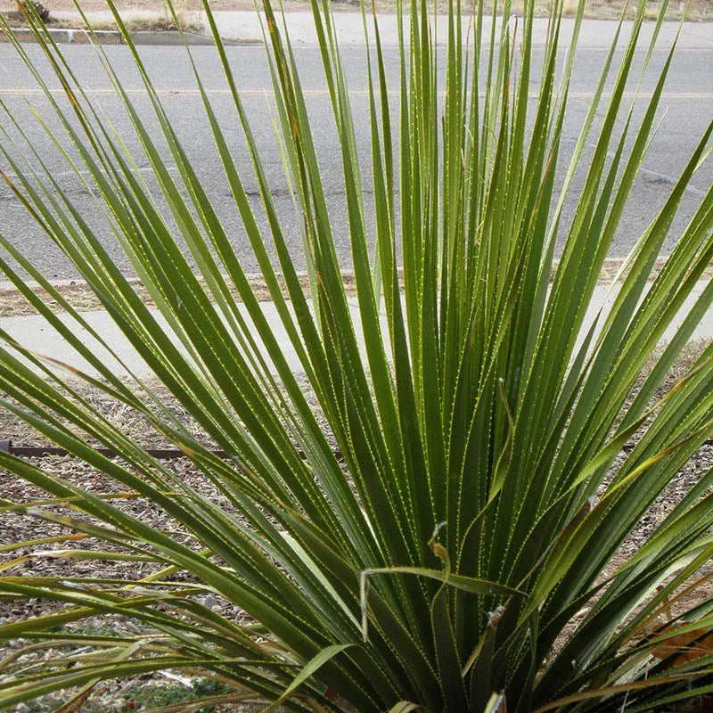 Sotol 'Texas' - 1 Gallon - #27732