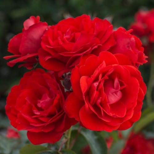 Rose Tree Trumpeter - 36" - 7 Gallon - #32606