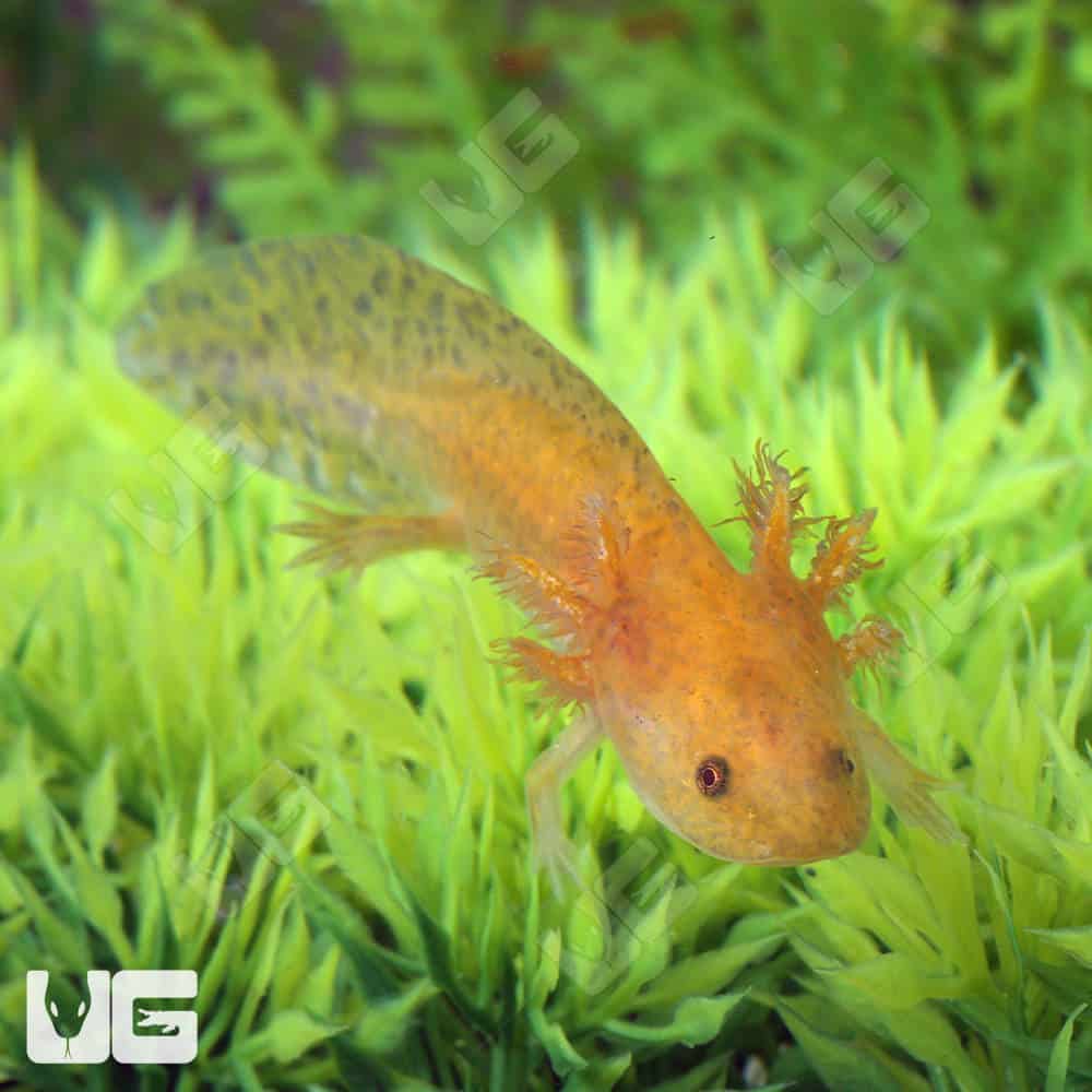 Hypo Copper Axolotl - #32442
