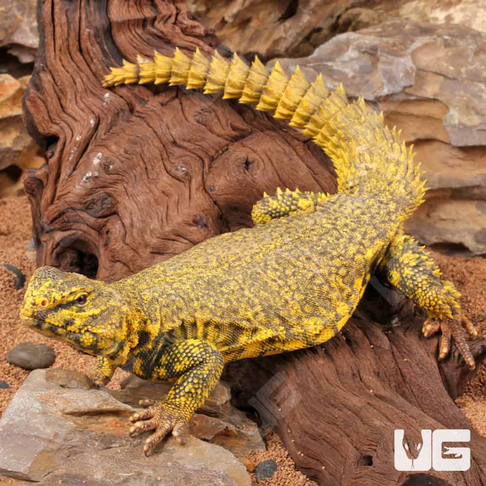 Yellow Uromastyx - #29456