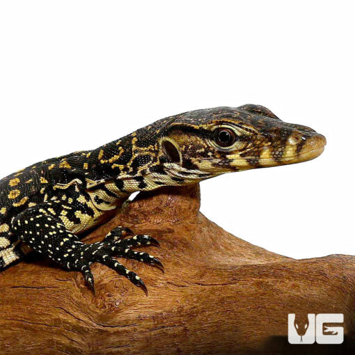 Asian Water Monitor - Baby to Big Baby - #31730