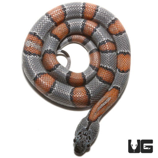 King Snake