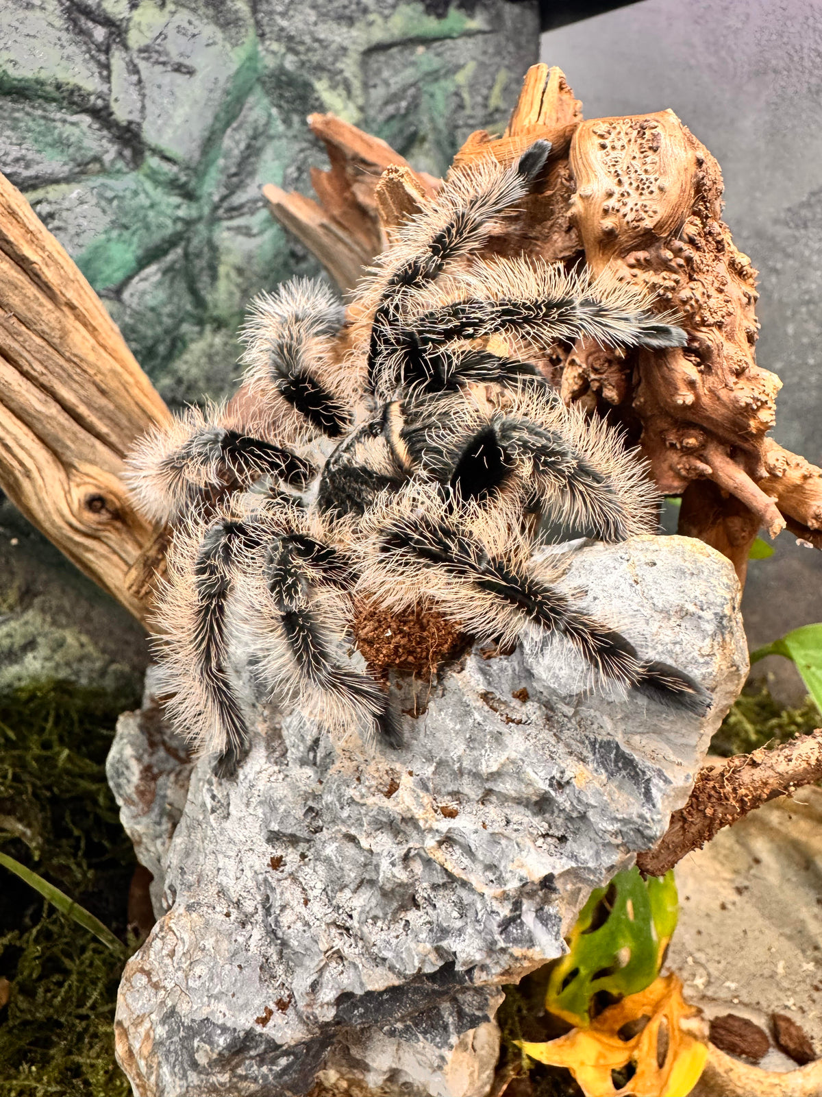 Tarantula