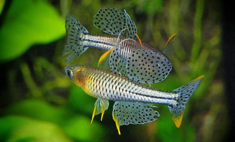 Fish Blue Eye Gertrude - #32431