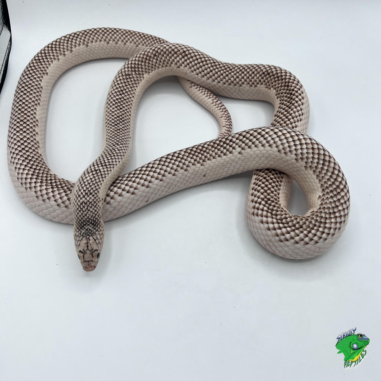 White Sided Brooks King Snake - #30594