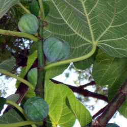 White Kadota Fig - 5 Gallon - #948