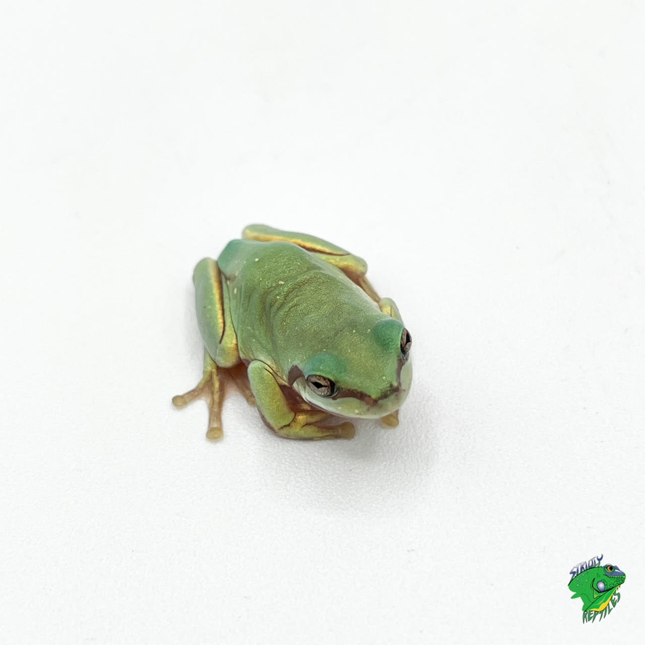 Australian Blue White's Tree Frog - #33043