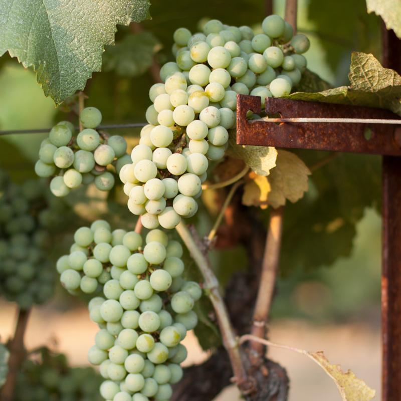 Grape 'Chardonnay' - 5 Gallon - #29747