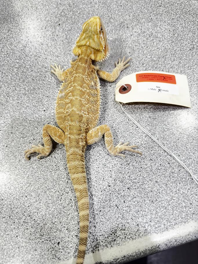 Bearded Dragon - Male - Sub-Adult - Citrus - #31656