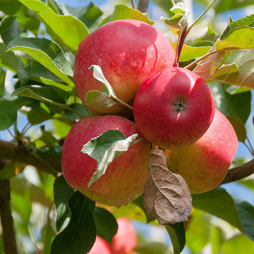 Gala Apple - 15 Gallon - #17881