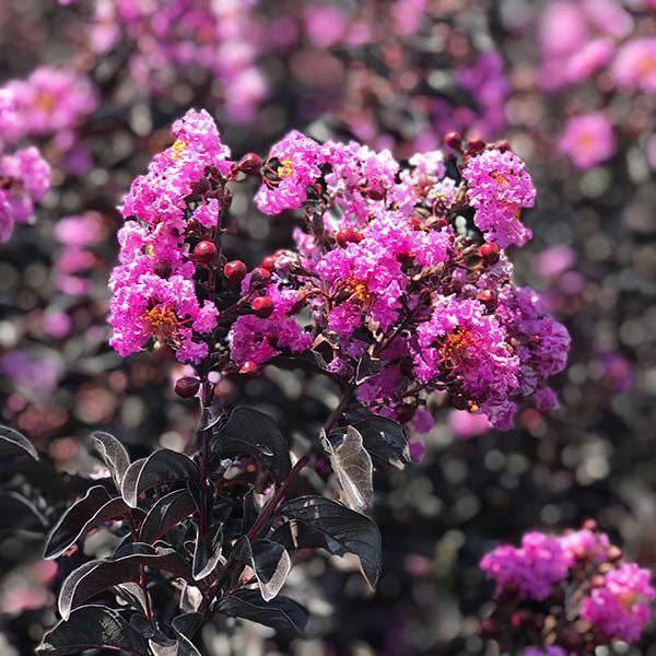 Crape Myrtle 'Purely Purple' - 2 Gallon - #26398