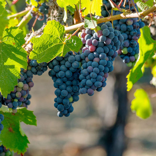 Concord Seedless Grape Vine - 5 Gallon - #