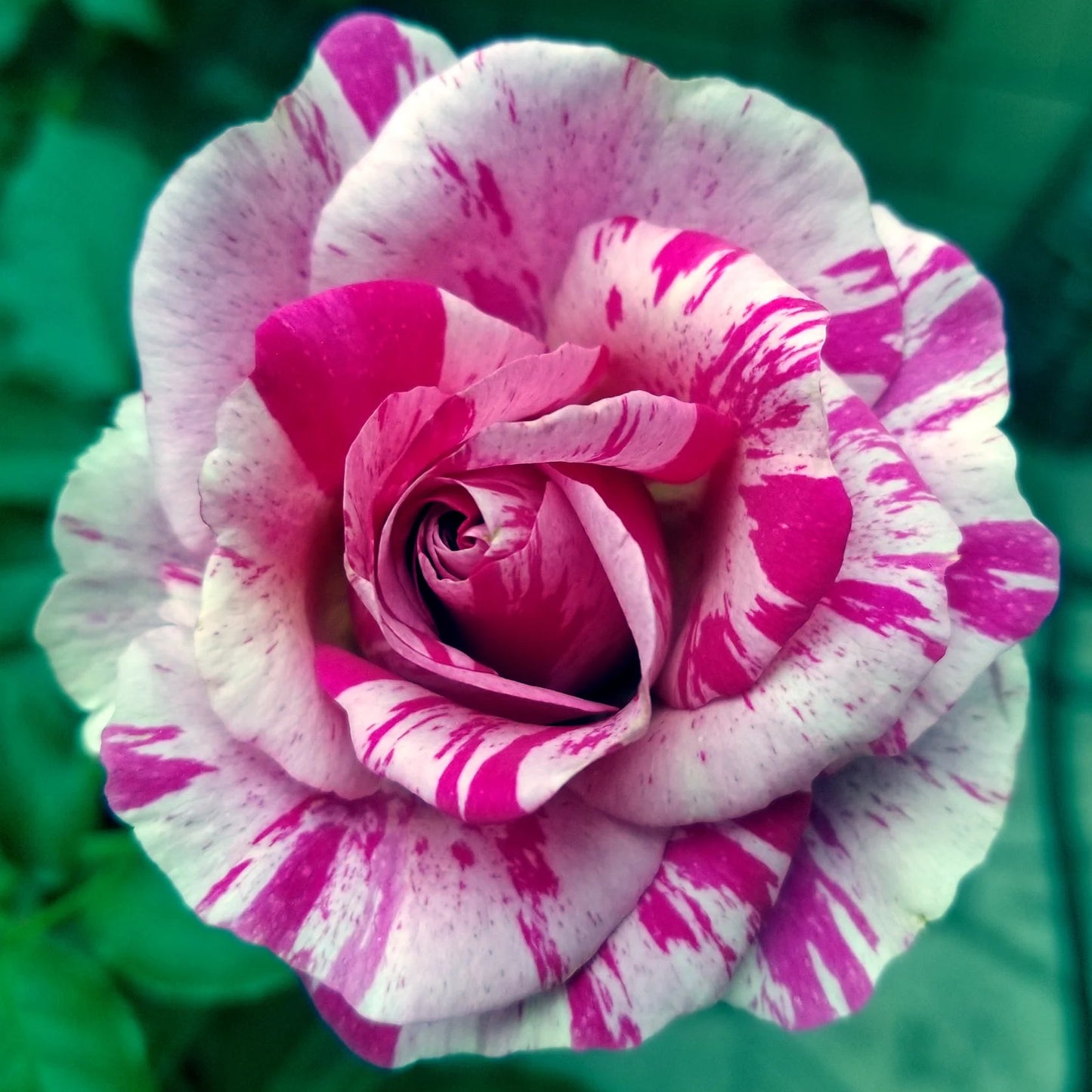 Rose Fly So High - Climber - TNP - #32621