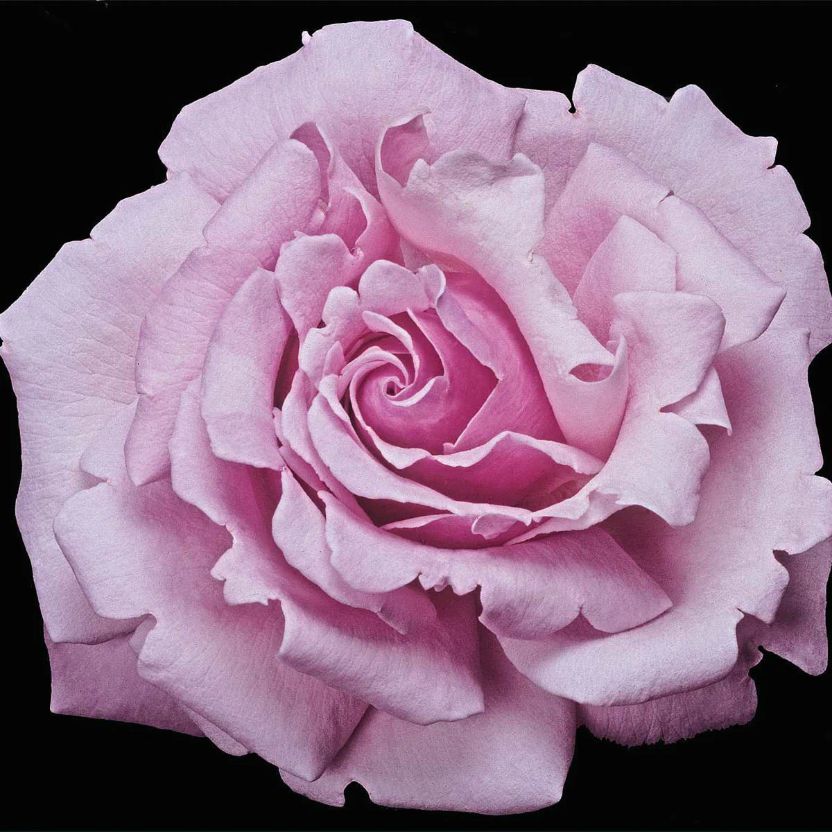 Rose Memorial Day - Hybrid Tea - TNP - #25007