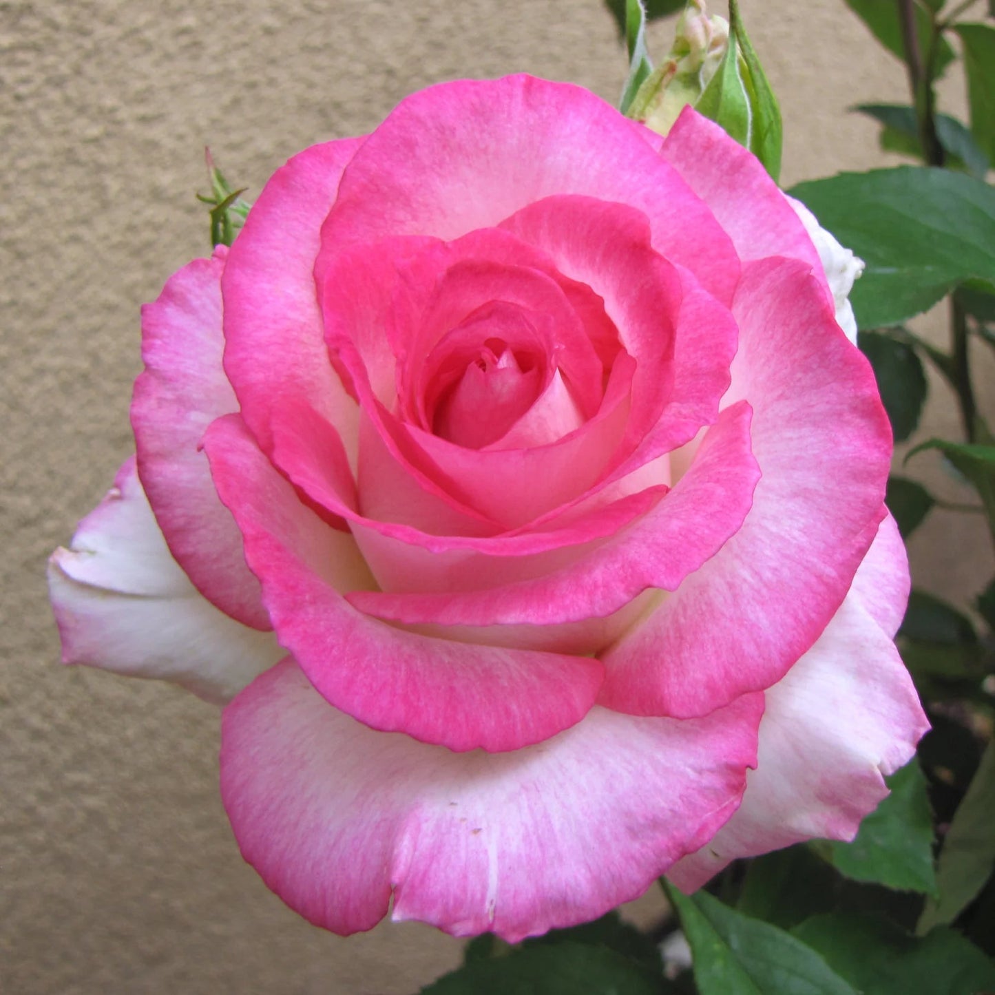 Rose Tree Angelic Veil - 36" - 7 Gallon - #32584
