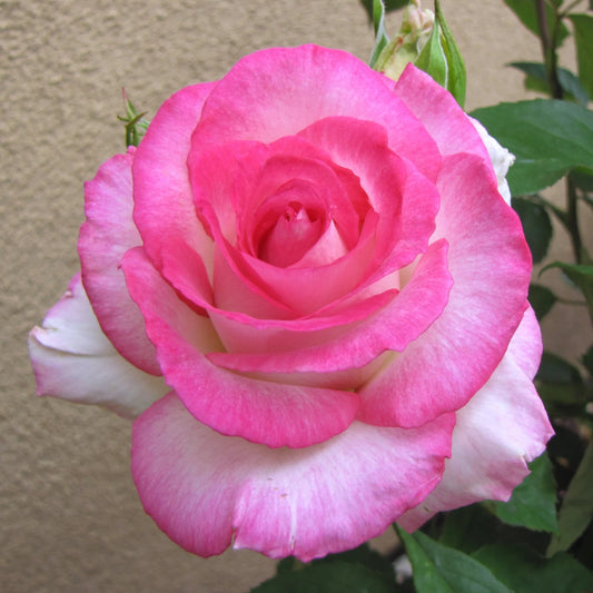 Rose Tree Angelic Veil - 36" - 7 Gallon - #32584