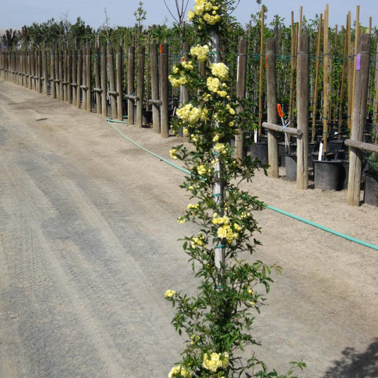 Rose 'Yellow Lady Banks ' - 5 Gallon - #30347