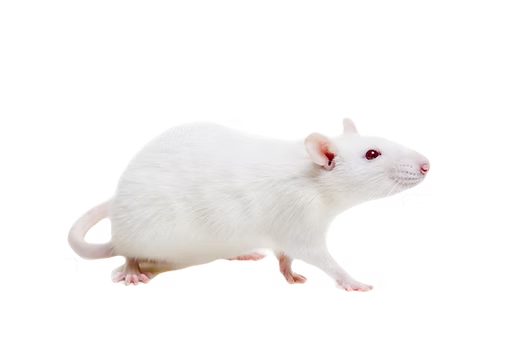 Live Medium Feeder Rat - #25046