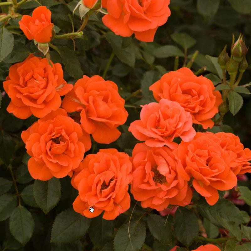 Rose All a'Twitter - Mini - TNP - #32611
