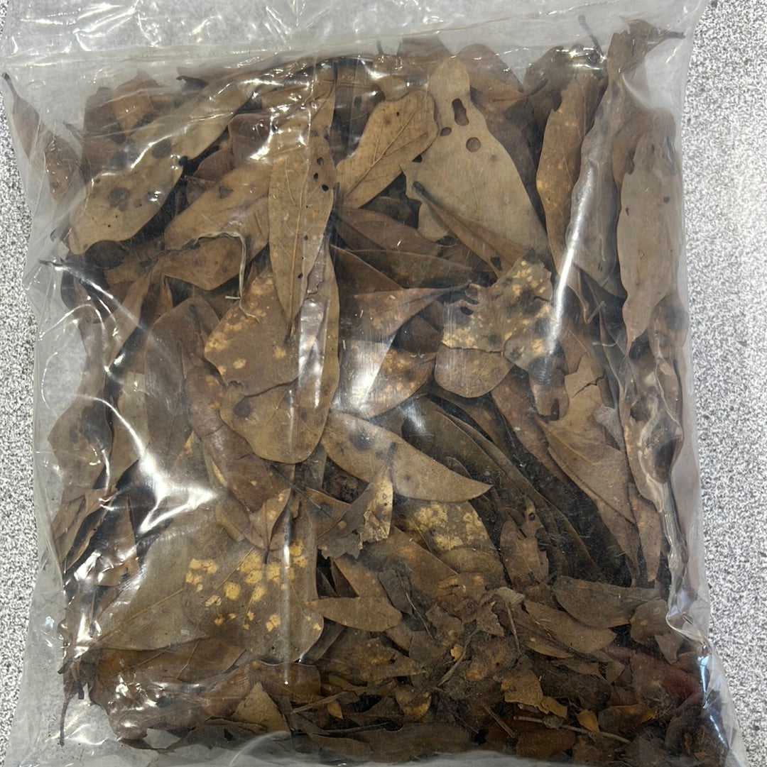 Leaf Litter