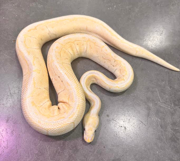 Banana Pinstripe Ball Python - Male - Adult - #32539
