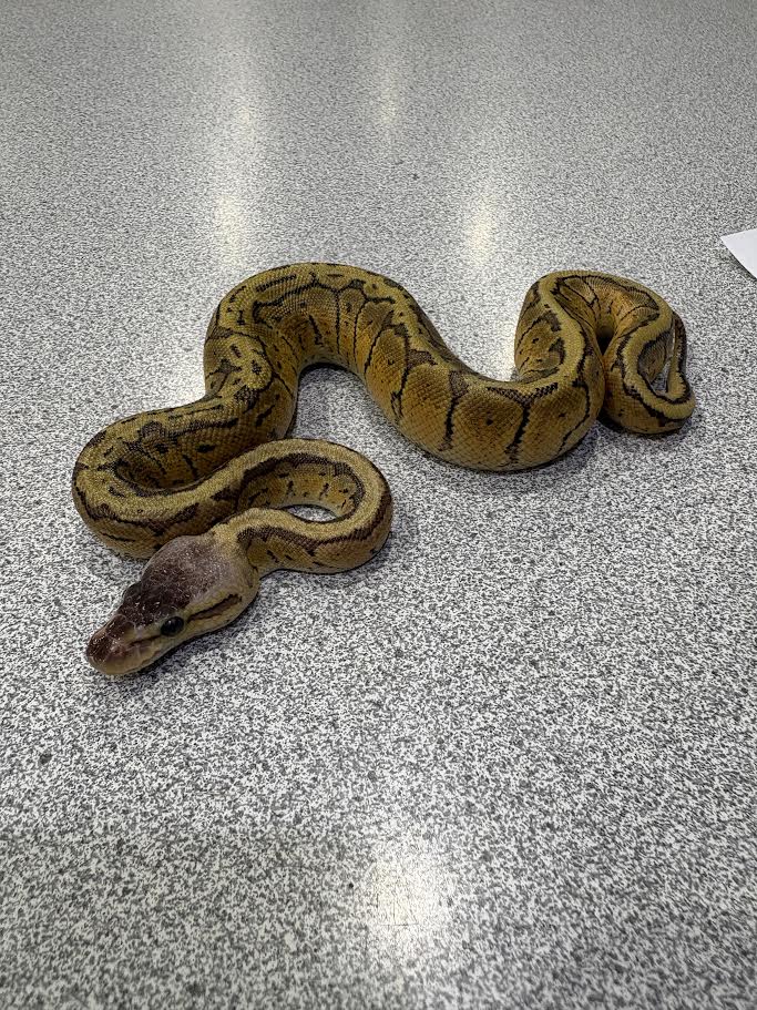Pastel Pinstripe Ball Python - Female - Baby